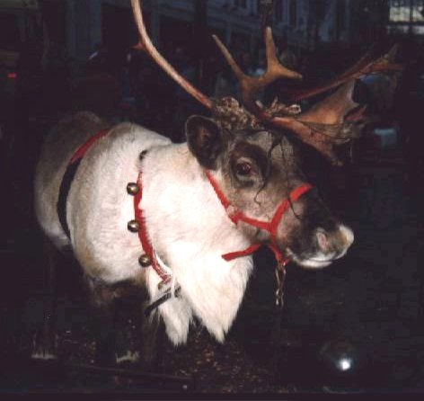 santa's reindeer